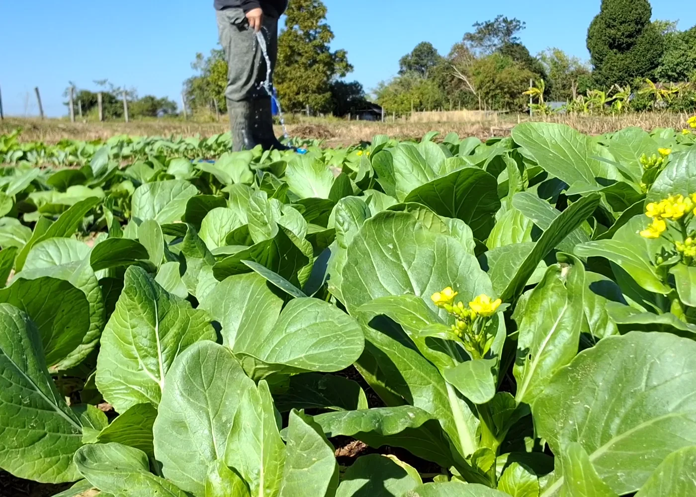 A cultivated green field, representative stock photograph